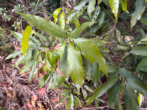Lithocarpus amygdalifolius, photograph 6