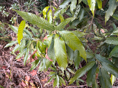 Lithocarpus amygdalifolius, photograph (c) 黃美滿, some rights reserved (CC BY)