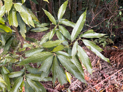(c) 黃美滿, some rights reserved (CC BY) Lithocarpus amygdalifolius, photograph (c) 黃美滿, some rights reserved (CC BY)