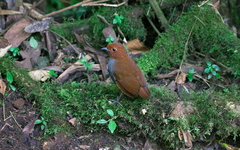 Grallaria rufocinerea