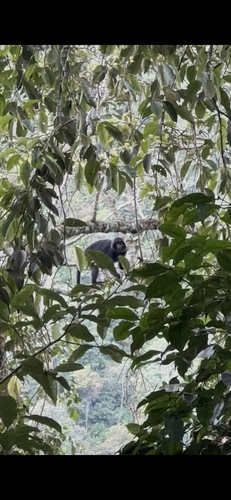 Trachypithecus auratus