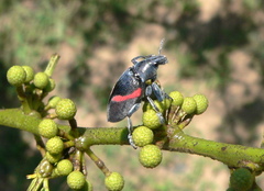 Polyclaeis equestris