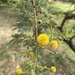 Acacia hockii