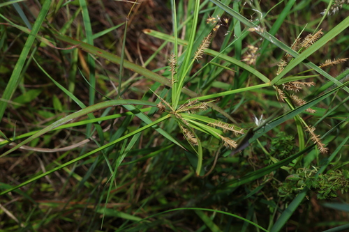 Pacific island flatsedge (Cyperus cyperoides)