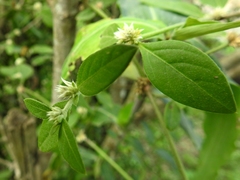 Alternanthera obovata