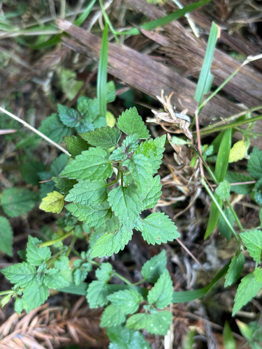 small-flowered Melissa (Melissa axillaris)
