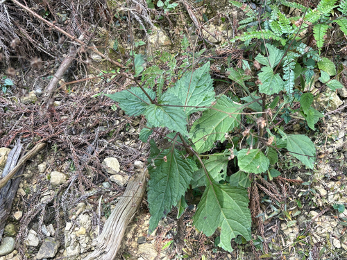 common medicineplant (Adenostemma lavenia)
