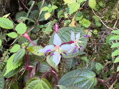 Bredia hirsuta, photograph (c) 黃美滿, some rights reserved (CC BY)