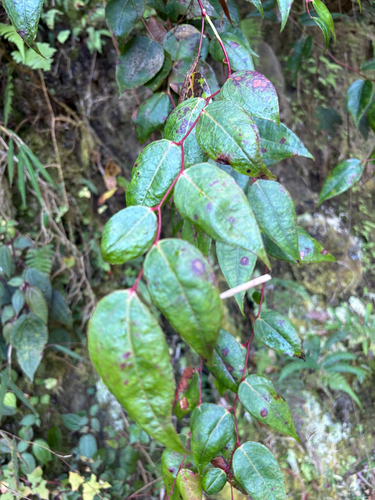 Gaultheria leucocarpa, photograph 6