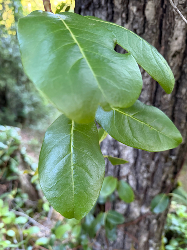 Hydrangea serratifolia, photograph 2