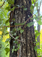 Hydrangea serratifolia, photograph Cody Hinchliff, CC BY, iNaturalist via GBIF