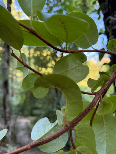 Hydrangea serratifolia, photograph 3
