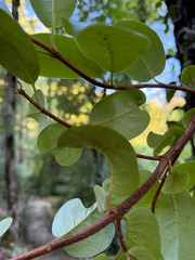 Hydrangea serratifolia, photograph Cody Hinchliff, CC BY, iNaturalist via GBIF