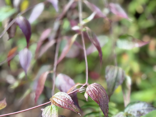 Eupatorium tashiroi, photograph 2