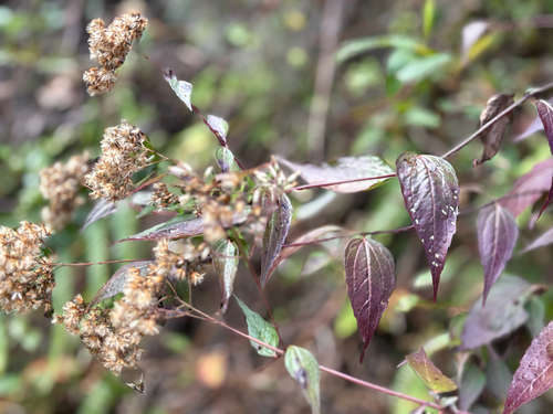 Eupatorium tashiroi, photograph 3