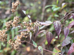 Eupatorium tashiroi, photograph (c) 黃美滿, some rights reserved (CC BY)