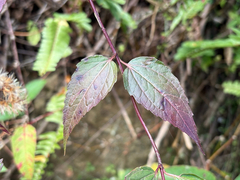 Eupatorium tashiroi, photograph (c) 黃美滿, some rights reserved (CC BY)