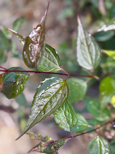 Eupatorium tashiroi, photograph 4
