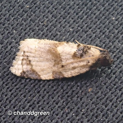 Neocalyptis liratana