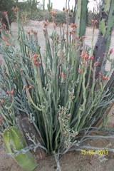 Euphorbia lomelii
