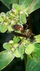 Polybia chrysothorax