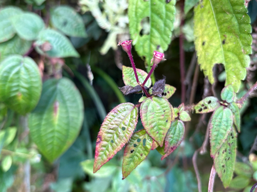 Bredia hirsuta, photograph 4