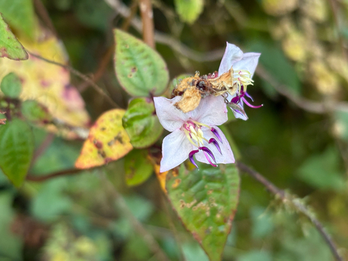 Bredia hirsuta, photograph 1