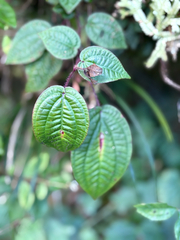 Bredia hirsuta, photograph (c) 黃美滿, some rights reserved (CC BY)