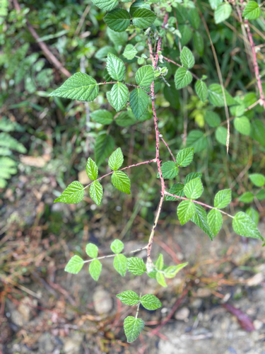 Rubus parviaraliifolius, photograph 5