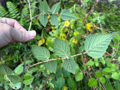 Rubus parviaraliifolius, photograph (c) 黃美滿, some rights reserved (CC BY)