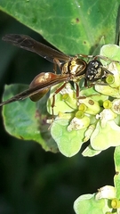 Polybia chrysothorax