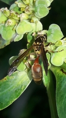 Polybia chrysothorax