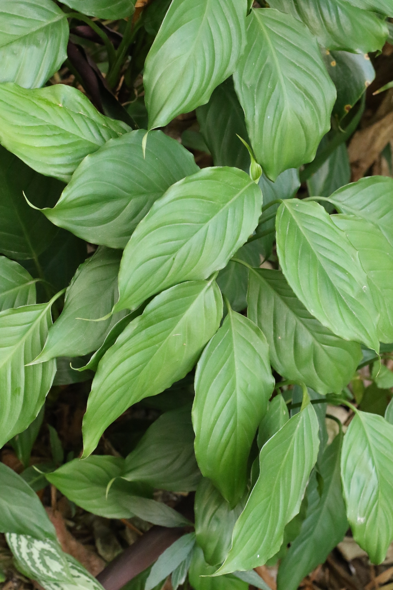 Green-For-Ten-Thousand-Years (Aglaonema modestum)