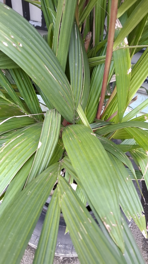 Pinang Merah (Cyrtostachys renda)