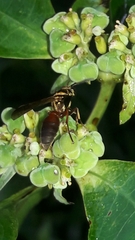 Polybia chrysothorax