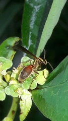 Polybia chrysothorax