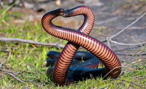 Red-bellied Black Snake, Cape Conran VIC 3888, Australia, photo 9 of 10