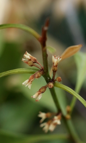 Iron Olive (Sideroxylon wightianum)