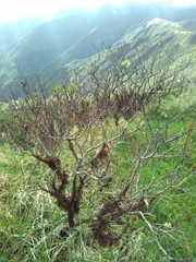 Vaccinium cylindraceum