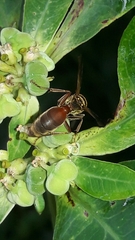 Polybia chrysothorax