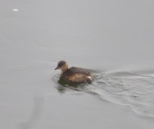 iNaturalist: (c) janag, some rights reserved (CC BY-NC), uploaded by janag iNaturalist image