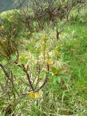 Vaccinium cylindraceum