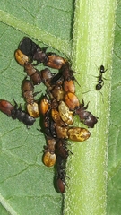 Cephalotes pallens