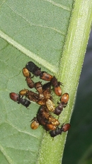 Cephalotes pallens