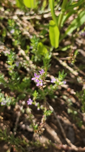 Lythrum hyssopifolia iNat (2)