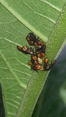 Cephalotes pallens