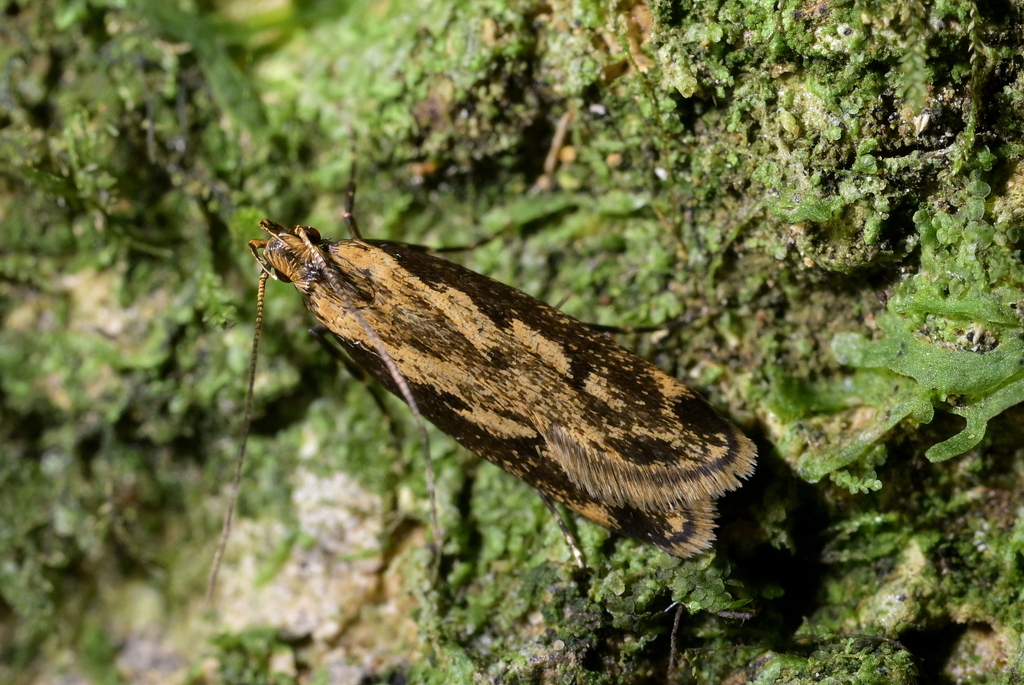 Gymnobathra jubata