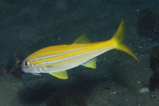 Indian Mimic Goatfish