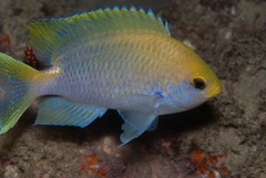 Chromis dasygenys