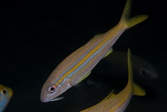 Mulloidichthys ayliffe